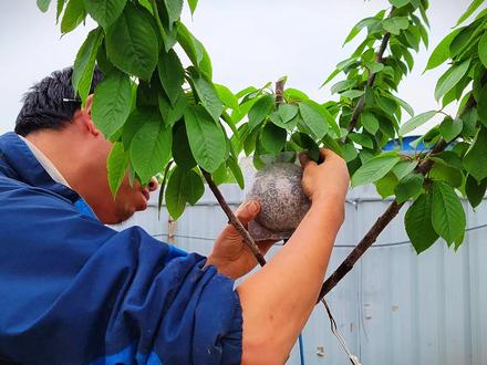 高压繁殖,简单好用的繁殖方法 #樱桃树 #水果种植 #高压繁殖 #扦插 #田园生活
