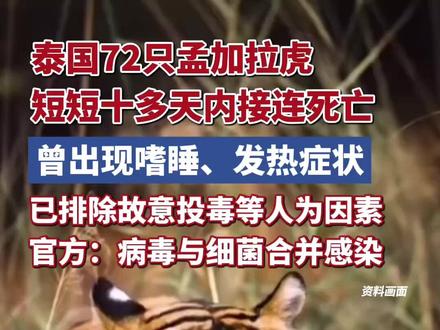 泰国72只孟加拉虎短短十多天内接连死亡,曾出现嗜睡、发热症状,官方:犬瘟热病毒与支原体细菌合并感染所致