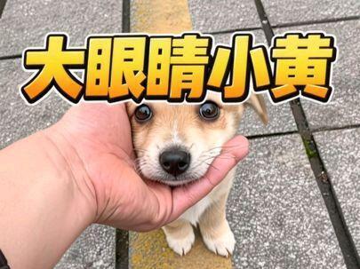 并不是不信任别人,就怕信任错人#萌宠 #狗狗