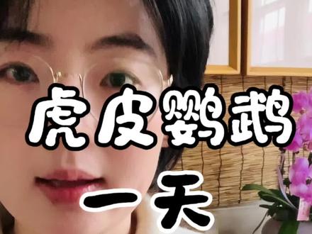 虎皮鹦鹉到底一天喂几次?#手养鹦鹉 #虎皮鹦鹉 #鹦鹉小白