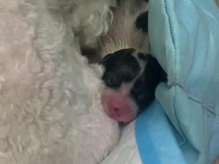 #比熊 记录生产过程 #是宠物更是家人