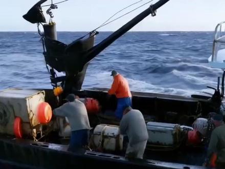 这是动物体型太震撼了。 #动物长大后 #海龟