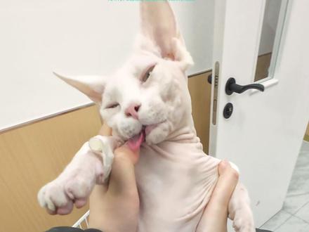 #绝育后的猫咪 #临沂 #临沂宠物医院 #临沂合宜宠医