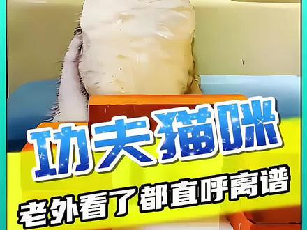 离谱猫咪苦练武功,既然只为了做这种事?#离谱 #搞笑#萌宠出道计划