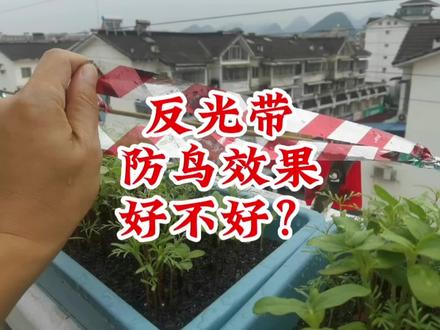 反光带防鸟驱鸟效果好不好?我用一周的时间告诉你答案! #阳台种植 #阳台种菜 #楼顶菜园 #楼顶花园 #种菜 #农业种植 #驱鸟 #防鸟 #三农 #种菜小技巧