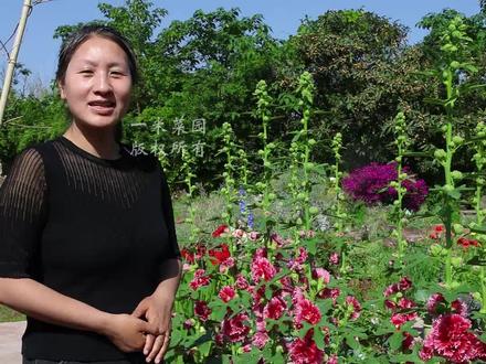 漂亮的重瓣蜀葵,又将进入赏花季。多数品种需要头一年秋季播种,经过低温春化才能开花。想要今年看花的朋友推荐用苗子移栽。#爱生活爱养花