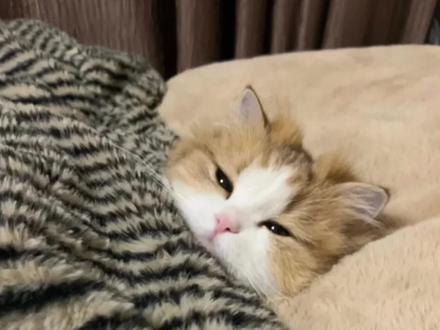 猫咪心脏病彩超怎么看?
可以来学!