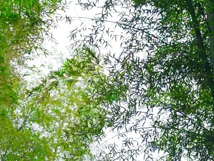 婺源“油菜花开了”老程砍竹子做护栏,手艺人了! #2026新农人计划 #乡村守护人 #油菜花 #油菜花开了 #婺源黄