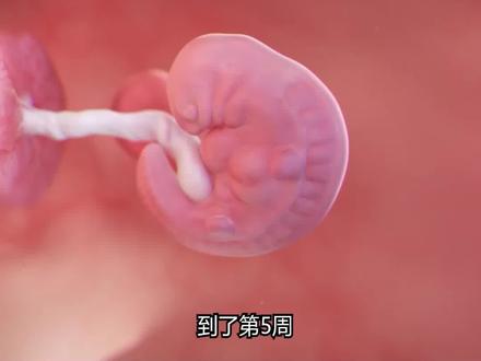 📅孕5-8周,胎宝宝每周变化实录✨超详细日记!
🌟孕5周:生命初现
宝宝像颗葡萄籽大小🍇
心脏开始跳动啦!💓
神经管形成,器官雏形出现
⚠️记得做尿检确认,别乱吃药哦~
.
🌟孕6周:动力启动
心脏正式供血🩸
循环系统开始工作
B超能看到孕囊位置啦
🤰孕妈记得少食多餐,别急着大补!
.
🌟孕7周:颜值奠基
唇腭发育关键期👄
四肢开始微微活动
保持好心情很重要~
💪营养要跟上,助力宝宝完美唇形!
.
🌟孕8周:精致升级
视网膜形成👀
小脑开始发育
尾巴消失,越来越像小人儿
📌这周要建档啦!多喝水助代谢~
.
💡小贴士:
✅每天补充叶酸
✅远离烟酒生冷
✅保持心情愉悦
✅出现不适及时就医
#孕期日记 #胎儿发育 #孕早期注意事项 #准妈妈必看 #科普知识