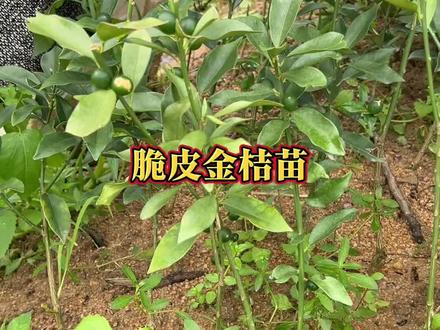 种脆皮金桔还是种脆蜜金桔好呢?#脆皮金桔 #盆栽果树