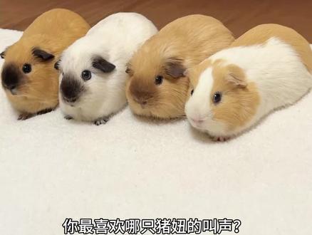 你最喜欢哪只猪妞的叫声?
#萌宠日常 #动物的迷惑行为 #猪妞 #神奇动物