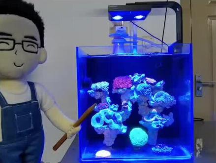 #中秋快乐 应众多粉丝的要求,推荐一下适合LPS和SPS的光谱,希望对大家有帮助!#珊瑚 #纽斯 #海缸