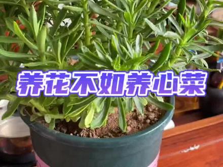 养心菜种一次可以连续采摘很多年,而且还可以扦插成活!#养心菜 #种菜#种植 #扦插技术
