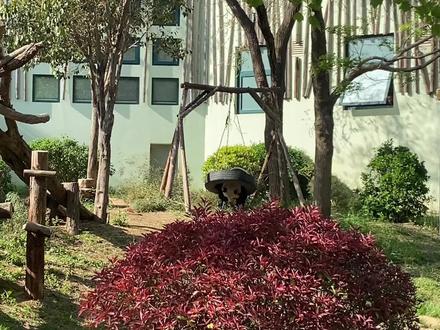缘小被蜜蜂蜇的后续来啦,原视频分享给大家,
缘小的各位姨姨们,大家不要太担心啦,有热心的姐妹看到我的视频后马上联系了奶爸,奶爸说小没有被蜇到,蜂窝已经被他们清理了,听说清理的时候他们还有被蜜蜂蜇到了,看到有网友普及说蜜蜂的筑巢速度是很快的,并不是工作人员没有清理的原因,所以大家也不要再喷工作人员了,只要小小没事就好,昨天我去的时候小小的心情还是很好的,在蜜蜂没有落到身上之前,他又是玩竹筐又是泡澡晃树的开心的很那。 #缘小 #缘小大熊猫 #缘小青岛动物园 #缘小黑历史 #乐水
