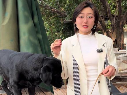 亨特训犬专用P绳教学,粉丝先看👀