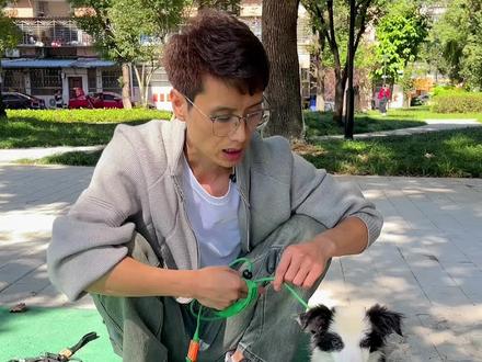 怎么正确的给狗狗戴牵引绳,P绳到底应该怎么正确使用,狗狗一戴上牵引绳就不走了怎么办?#边牧 #如何训练小狗 #训犬 #新手养狗 #p绳使用技巧