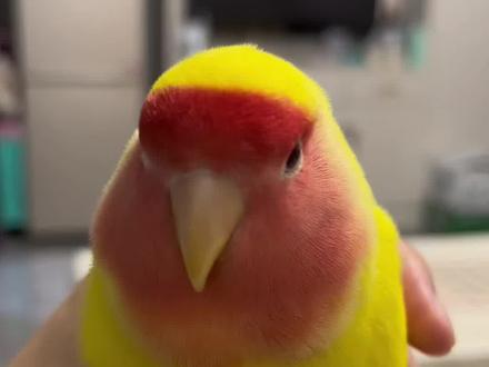 谁能拒绝一只胖胖的芒果#手养鸟 #牡丹鹦鹉 #鹦鹉🦜 #记录宠物的日常生活
