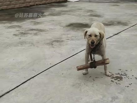 发明这根棍子的人,绝对是个天才#训狗 #土狗 #万万没想到 #中华田园犬训练技巧
