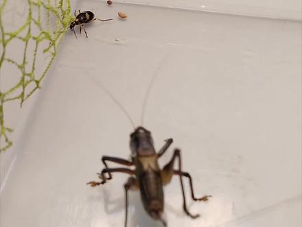 屁步甲VS螳螂和蝈蝈联军,谁能扛住屁步甲的化学武器呢?#动物世界 #昆虫 #屁步甲 #螳螂 #爱回收