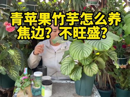 #青苹果竹芋 青苹果竹芋的养殖方法,青苹果竹芋叶子出现焦边发黑怎么办?解决方法,怎么才能养的好爆盆旺盛呢?