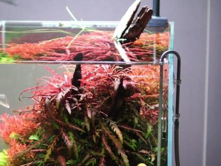 新手开水草缸,水草泥应该怎么选?#草缸开缸 #水草泥 #草缸开缸教程 #开缸日记 #尼特利水草泥