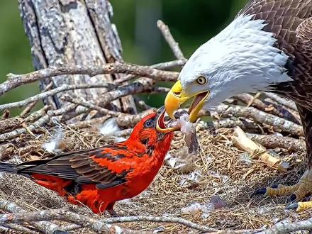 为什么白头鹰会收养其他鸟的幼崽呢?#白头鹰 #猛禽 #奇怪的知识增加了