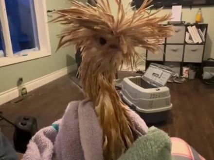 分享14种动物淋湿后的样子…… #动物 #搞笑 #动物淋雨 #迷惑行为大赏