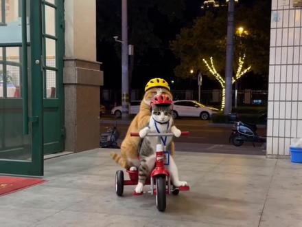 建国(简州猫)和墩墩(胖橘猫)勇闯人类社会!目前钱包+20块 #如果小猫会说话 #小猫VLOG #AI小猫 #小猫咪打工