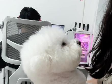 当老公打游戏把小狗吵醒 #萌宠出道计划 #比熊 #狗狗