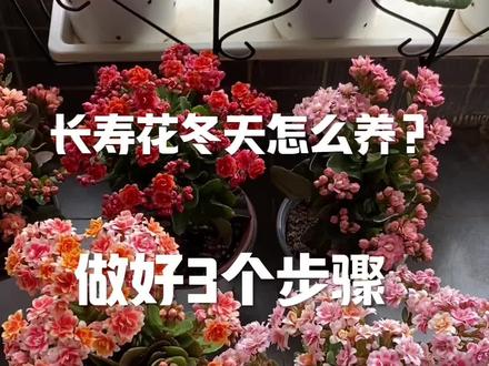 长寿花冬天怎么养?长寿花冬季养护技巧分享#养花小知识 #种植小技巧 #长寿花 #年宵花 #多肉植物