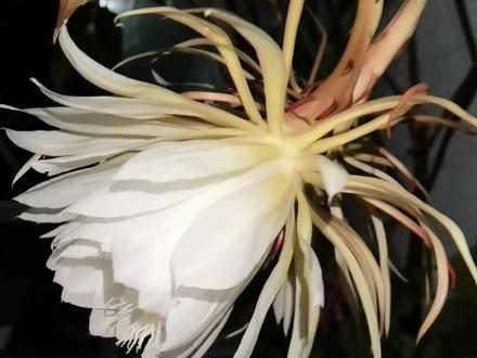 告诉你昙花一现到底有多久。#昙花开花全过程