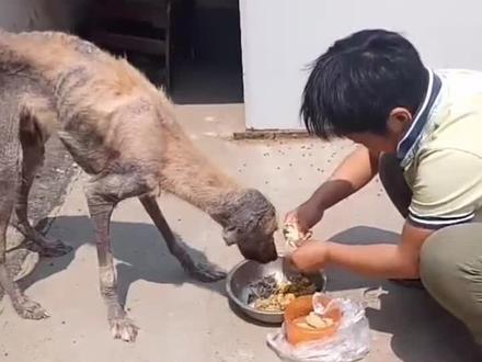 阿富汗猎犬拉登,我们救助后的昨天和今天!