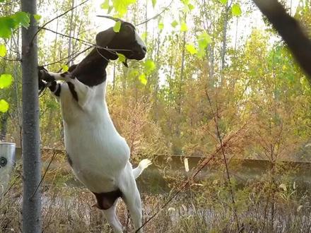 羊群里领头羊是怎么产生的?#来抖音学农技