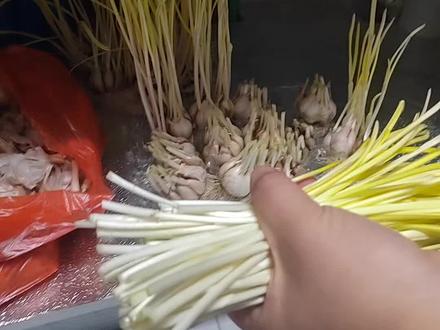 #记录生活 蒜黄种的真成功,放点水就成了