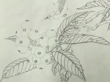 #工笔画 #工笔花鸟 #白描
枇杷绣眼白描:🍊🍊🍊