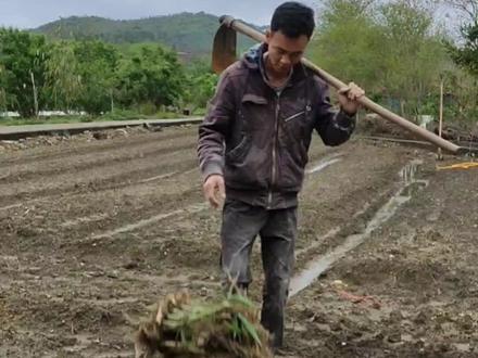 麻竹笋种植技术,麻竹笋如何增产,麻竹笋之乡,麻竹苗基地直供麻竹笋苗,麻竹苗,培育苗,竹秧苗,竹兜苗,竹子苗,酸笋脆笋笋干即食笋清水笋,粽叶#新农人计划2023 #农业种植 #竹苗 #我的乡村生活 #乡村守护人