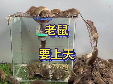 神二十一进入发射倒计时!为什么要带4个老鼠上天?