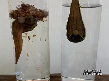 香烟和茶烟哪个危害更大?我用两条蚂蝗告诉你,一定要看到最后 #戒烟 #焦油过滤器 #一次性滤嘴