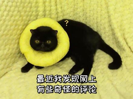 大家这是在对暗号吗?这些是啥意思啊? #歪比巴卜 #我的刀盾 #巴巴博一 #对暗号 #我和我的猫