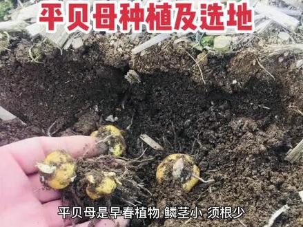 平贝母种植及选地 #农业种植