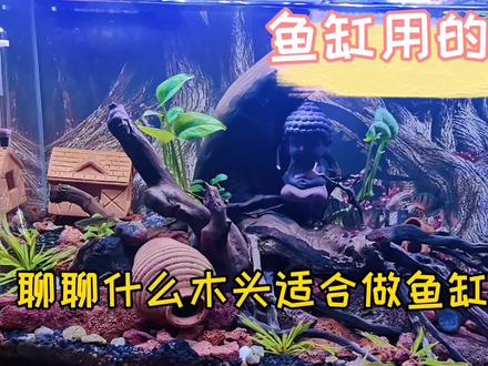 聊一下鱼缸里的沉木,什么样的树根适合做沉木
