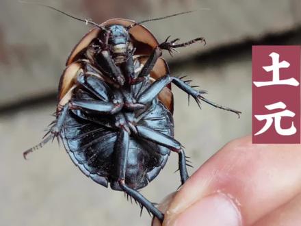 农村墙角的土鳖虫又名土元,原来这么厉害,怪不得都抢着捡回家#土鳖虫 #土元 #地鳖虫 #农村生活 #涨知识