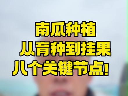 南瓜种植从育种到挂果,八个关键节点!#南瓜种植教程 #南瓜种植技巧 #蜜本南瓜种植 #贝贝南瓜种植 #奶油南瓜种植