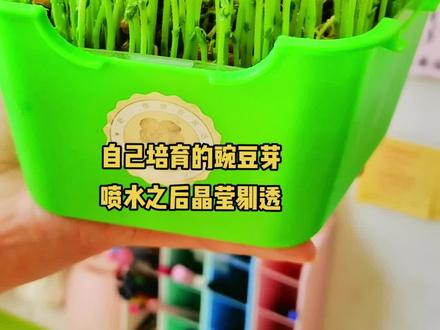 丫头写观察日记,这豌豆芽的生长速度也太快了吧!肉眼可见,一个星期就长大了#植物观察日记 #水培蔬菜 一起来见证豌豆芽的生长过程吧!#芽苗菜 @抖音小助手