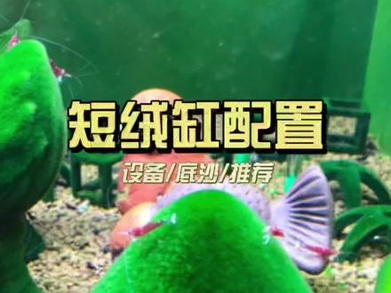 #短绒藻 #观赏虾 如何饲养短绒藻-配置介绍 #水族 #萌宠 #科普