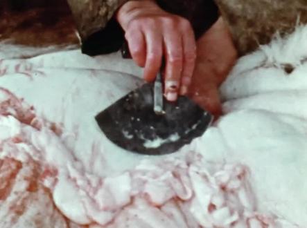 零下70度的北极,海豹油对因纽特人究竟有多重要? #因纽特人 #爱斯基摩人 #北极 #荒野求生 #野外生存