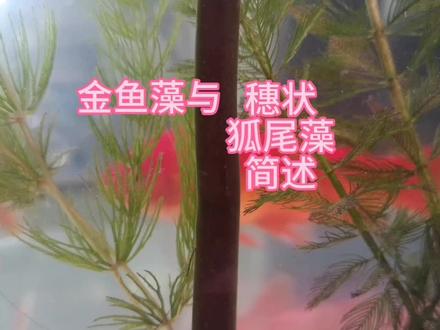 金鱼藻与穗状狐尾藻简述#原创作品