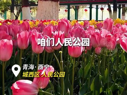 人民公园的花儿什么时候开?听听工作人员怎么说! #青海#本地新闻