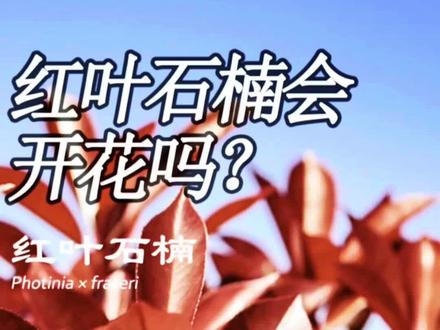 红石石楠会开花吗?为什么很少见到它开花呢?
#植物 #植物科普 #知识科普 #红叶石楠 #石楠 #石楠花 #园林植物 #景观植物 #绿植 #花卉绿植 #花卉 #我爱绿植