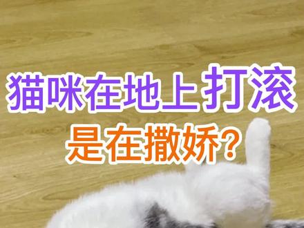 猫咪在地上打滚是在撒娇?#猫咪 #宠物知识分享 #萌宠